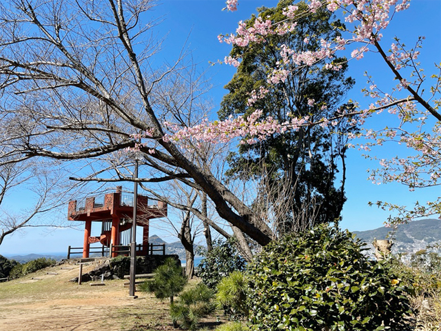 桜が少しずつ咲き始めました！週末は親子で花見を楽しもう!!